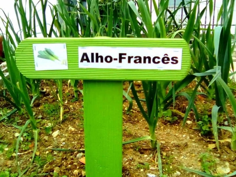 Alho francês